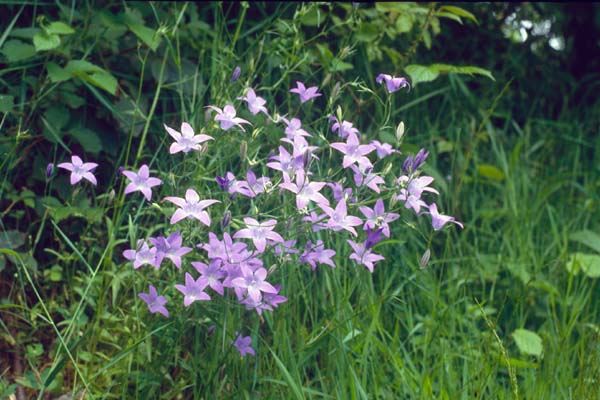 Campanula patula