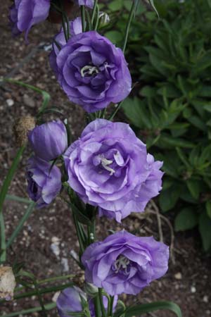 Campanula persicifolia 'Pride of Exmouth'