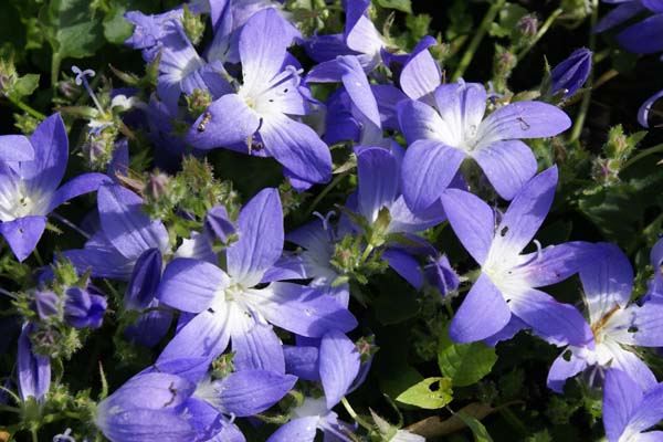 Campanula poscharskyana 'Blue Gown'