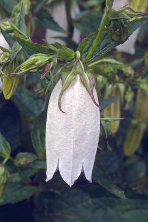 Campanula takesimana 'Alba'