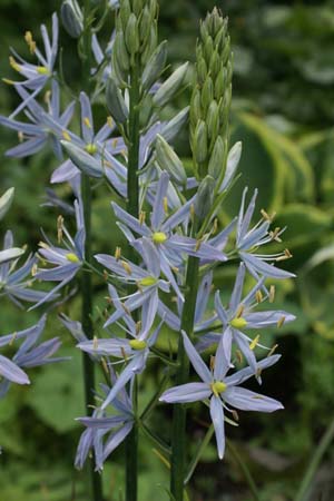 Camassia