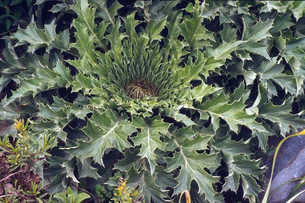 Carlina acantifolia