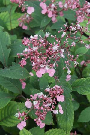 Cardiandra alternifolia moellendorffii