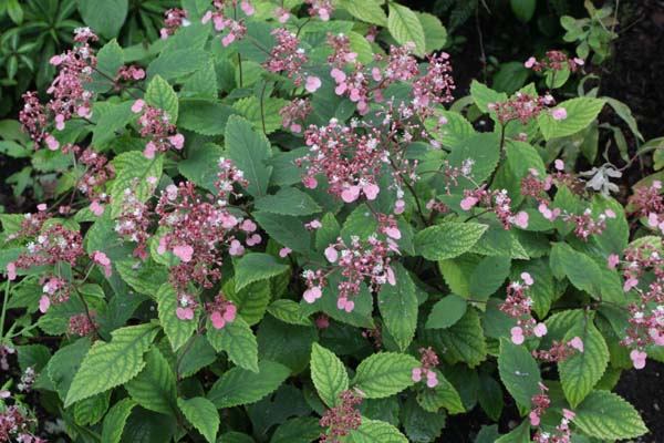 Cardiandra alternifolia moellendorffii