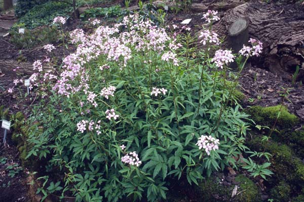 Cardamine bulbifera