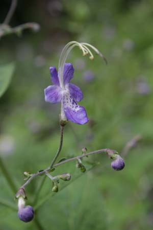 Caryopteris divaricata