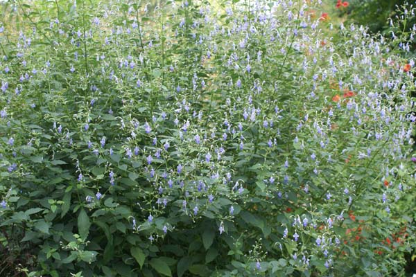 Caryopteris divaricata