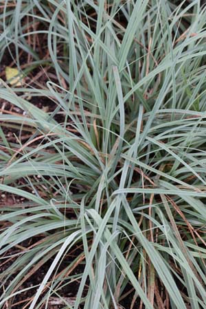 Carex flacca 'Blue Zinger'