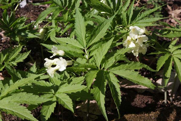 Cardamine kitaibelii (coll. Bosnië)