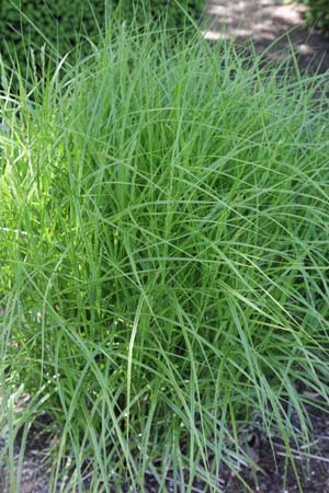 Carex muskingumensis 'Oehme'