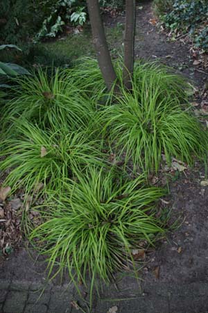 Carex oshimensis 'Everillo'