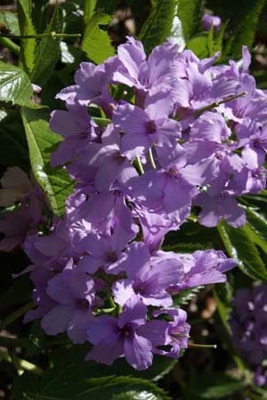 Cardamine pentaphylla