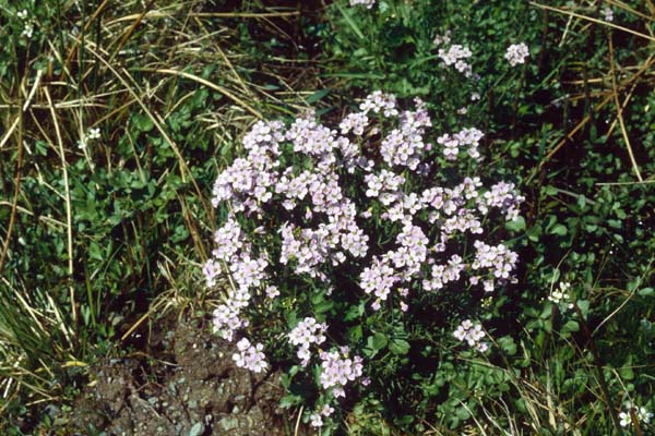 Cardamine pratensis