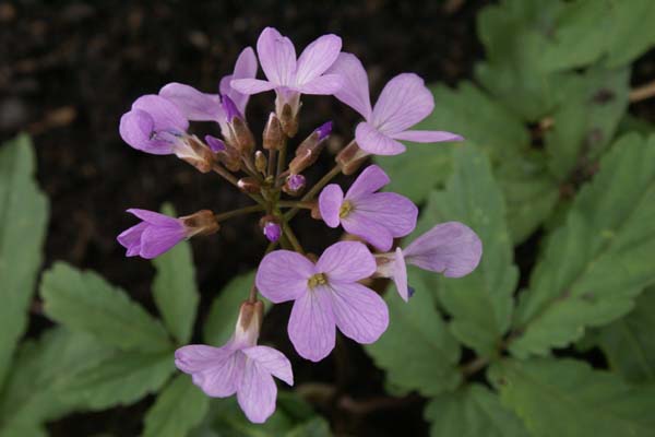 Cardamine quinquefolia