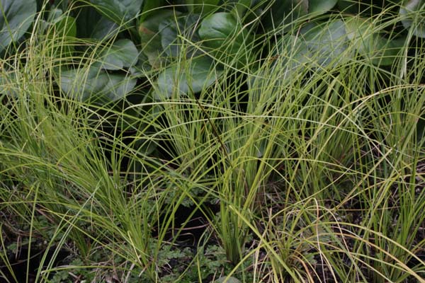 Carex sabynensis 'Thinny Thin'