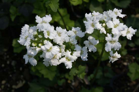 Cardamine trifolia