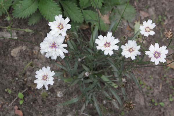 Catananche caerulea 'Alba'