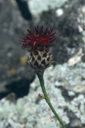 Centaurea atropurpurea