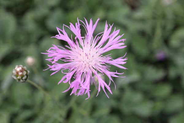 Centaurea bella