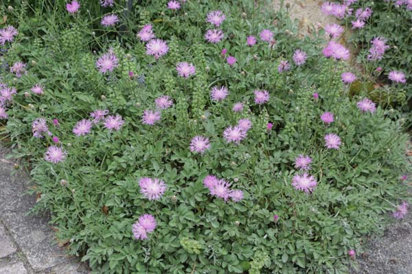 Centaurea bella