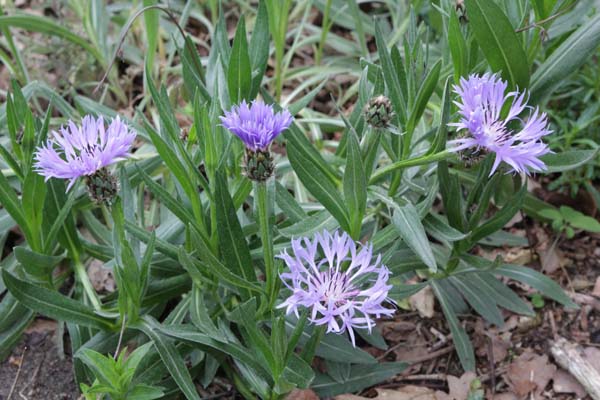 Centaurea 'Blewit'