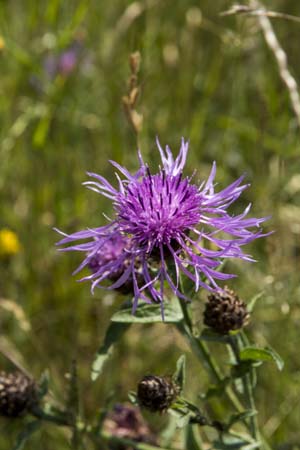 Centaurea jacea