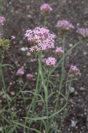 Centranthus lecoqii