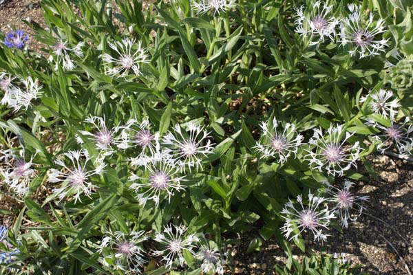 Centaurea montana 'Lady Flora Hastings'