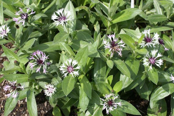 Centaurea montana 'Purple Heart'