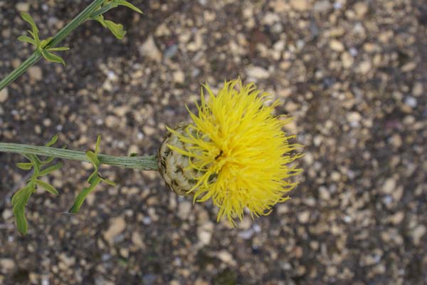 Centaurea orientalis