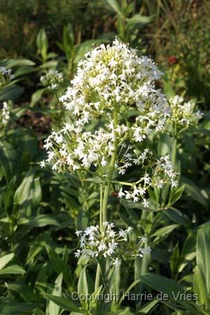 Centranthus ruber 'Albiflorus'