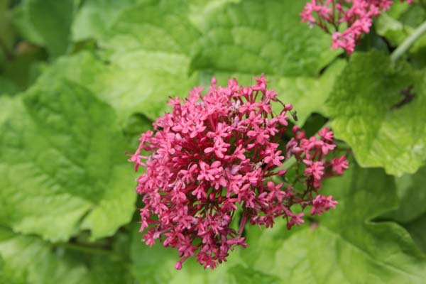 Centranthus ruber 'Coccineus'