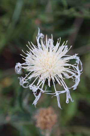 Centaurea scabiosa (whitish-pink form)