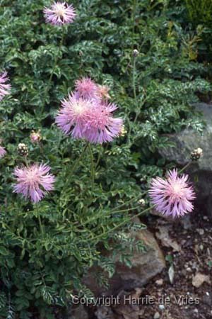 Centaurea simplicicaulis