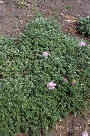 Centaurea simplicicaulis