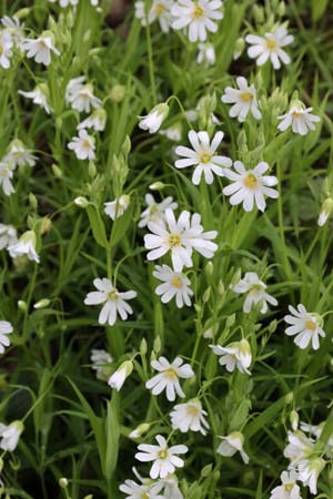 Cerastium grandiflorum