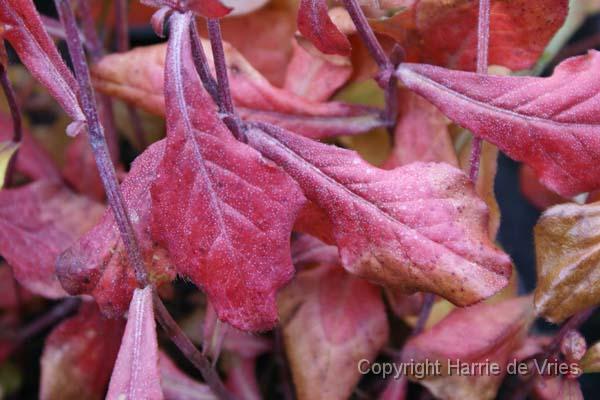 Ceratostigma plumbaginoides