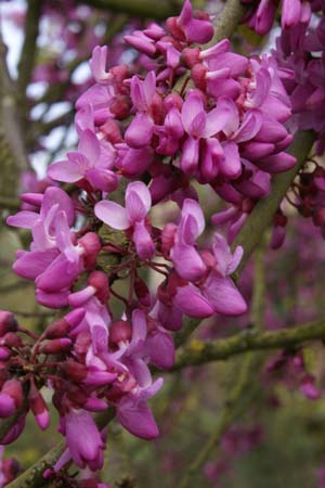 Cercis