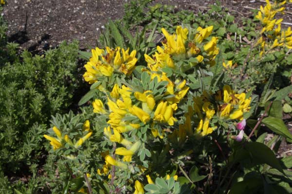 Chamaecytisus austriacus