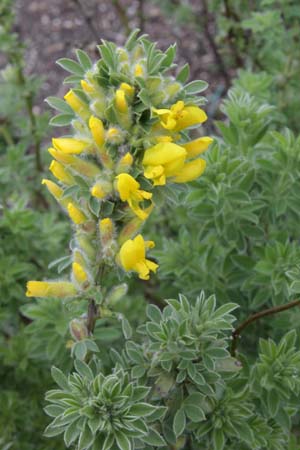 Chamaecytisus austriacus