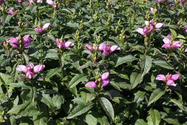 Chelone lyonii 'Hot Lips'