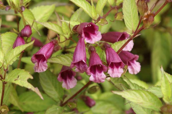 Chelonopsis moschata (yagiharana)