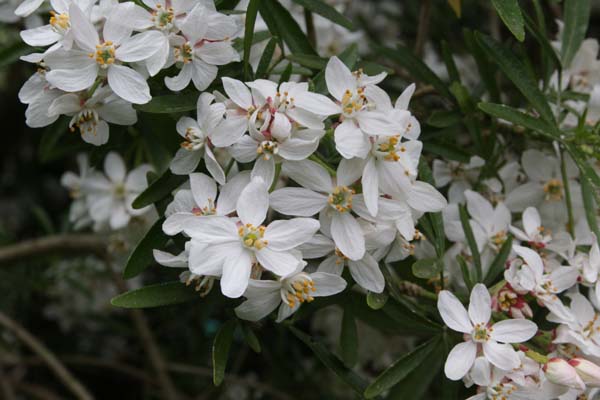 Choisya 'Aztec Pearl'