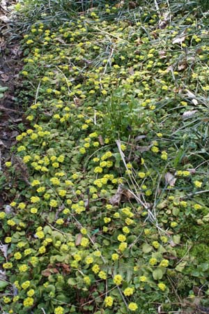 Chrysosplenium davidianum