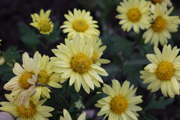 Chrysanthemum 'Early Yellow'