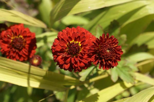 Chrysanthemum 'Pompom Bruin'