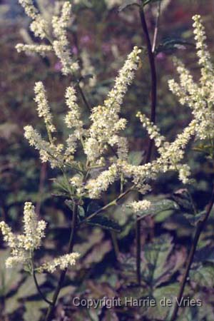 Cimicifuga heracleifolia