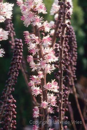 Cimicifuga simplex 'James Compton'