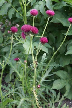 Cirsium rivulare 'Atropurpureum'