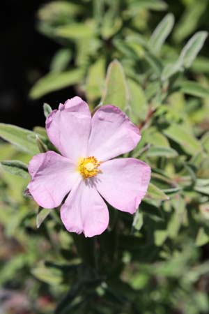 Cistus x skanbergii